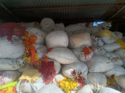 Polly Scrap for sale